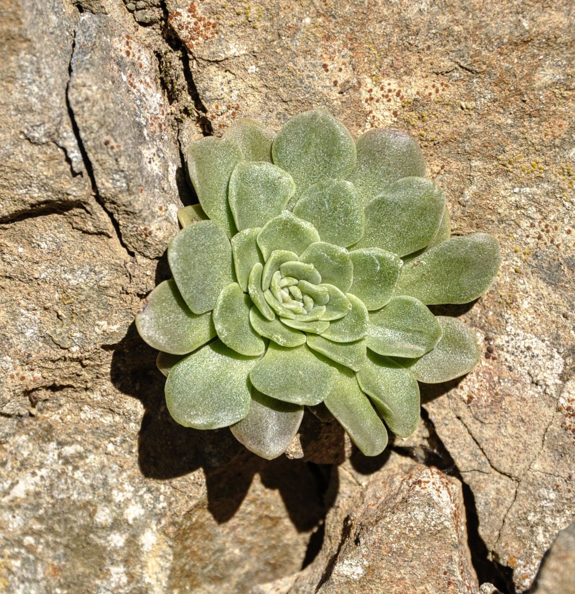 Изображение особи Sedum cyprium.