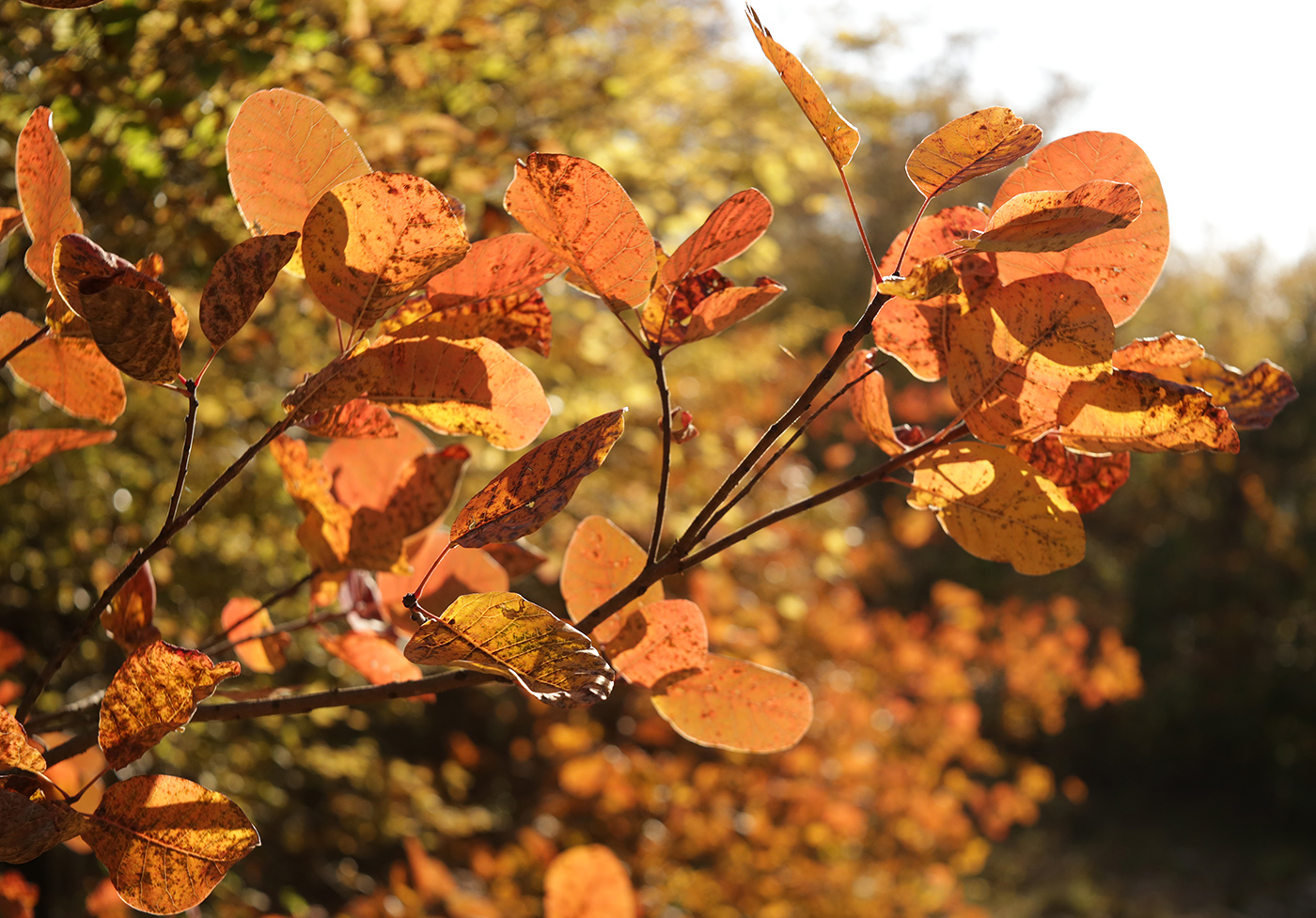 Изображение особи Cotinus coggygria.