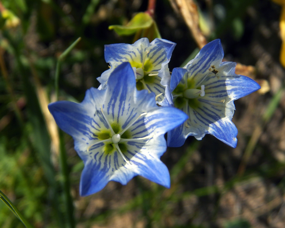 Image of Gentiana olivieri specimen.