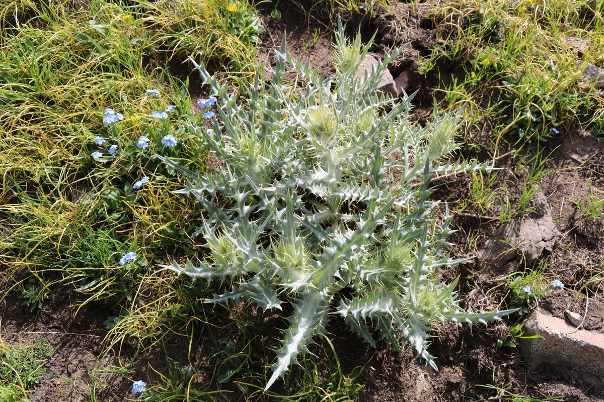 Изображение особи род Cirsium.