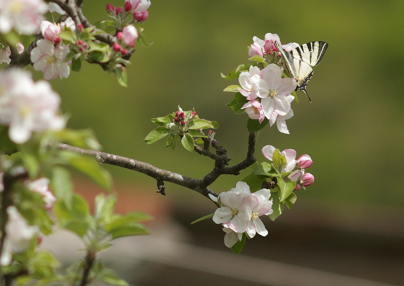 Изображение особи Malus domestica.