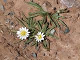 Taraxacum candidatum