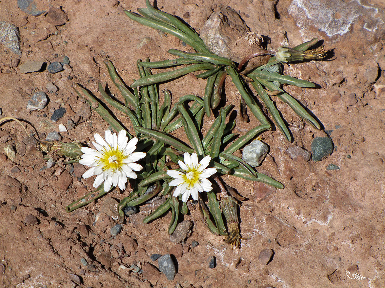 Image of Taraxacum candidatum specimen.