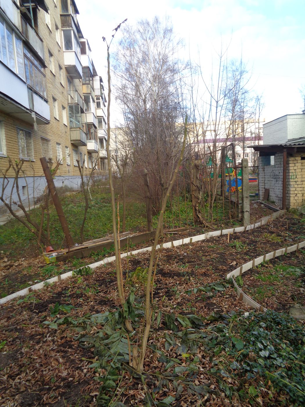 Изображение особи Ailanthus altissima.