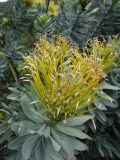 Leucospermum formosum