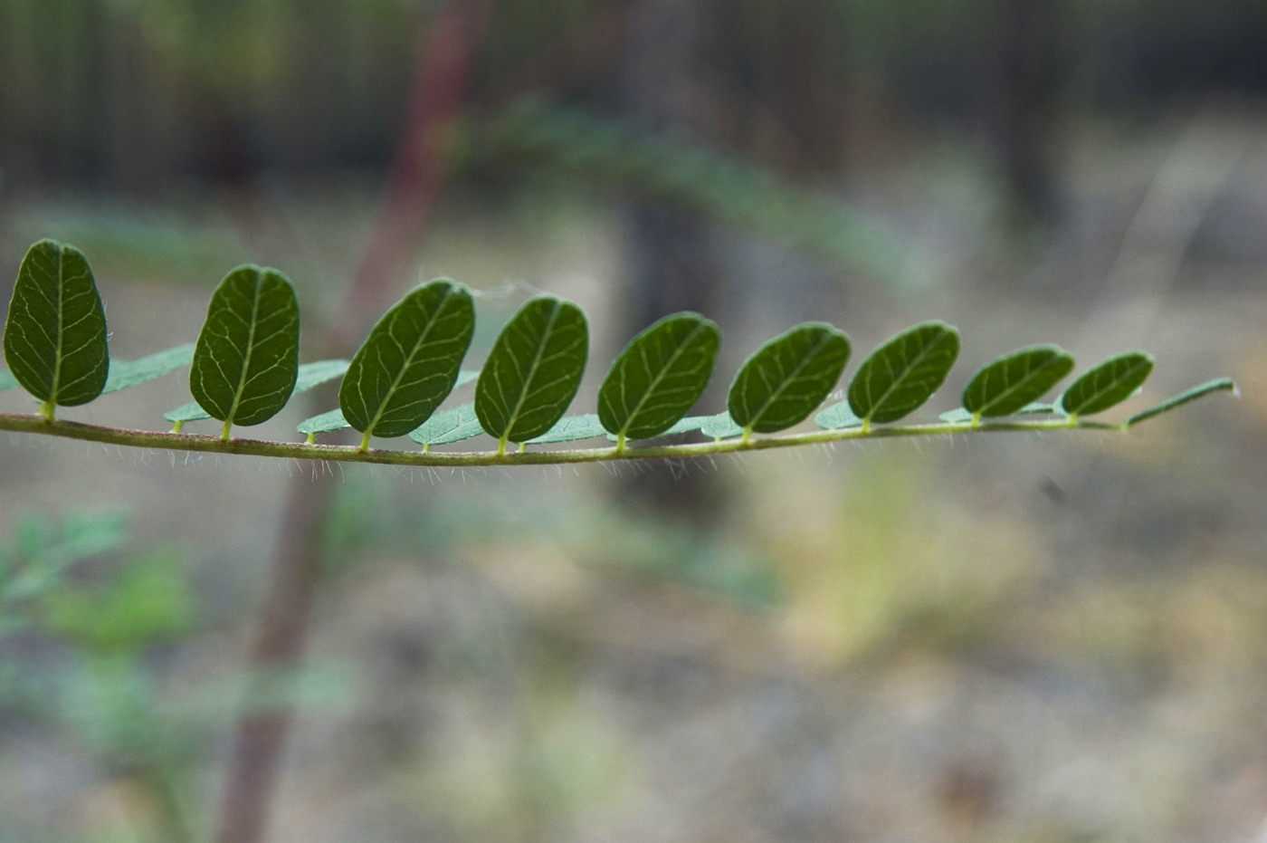 Image of Astragalus membranaceus specimen.