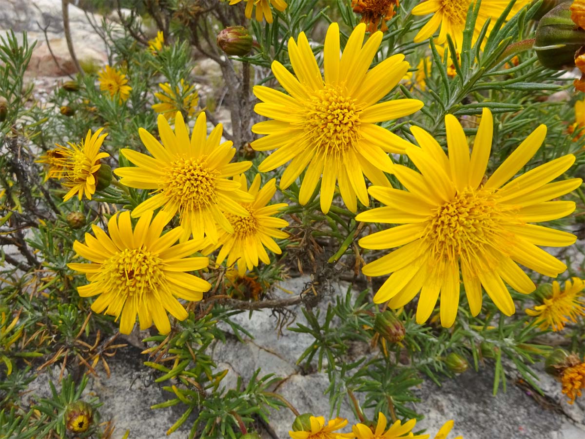 Image of Heterolepis aliena specimen.