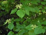 Viburnum dentatum. Верхушки ветвей с соцветиями. Польша, г. Рогов, арборетум, в культуре. 29.05.2018.