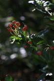 Pyracantha coccinea. Верхушка ветви с соплодием. Краснодарский край, Туапсинский р-н, Туапсинское городское поселение, возвышенность Варваринка. 19.09.2012.