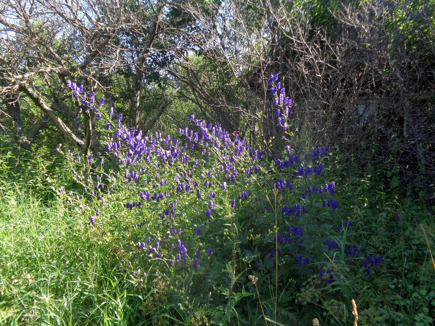 Изображение особи Aconitum &times; stoerkianum.