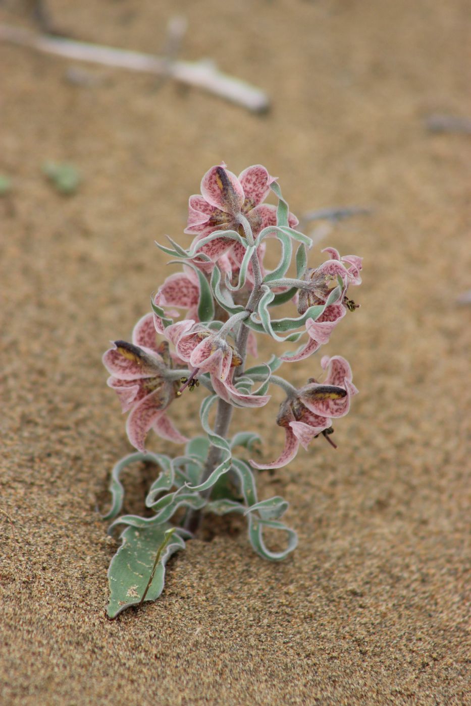 Изображение особи Rhinopetalum karelinii.