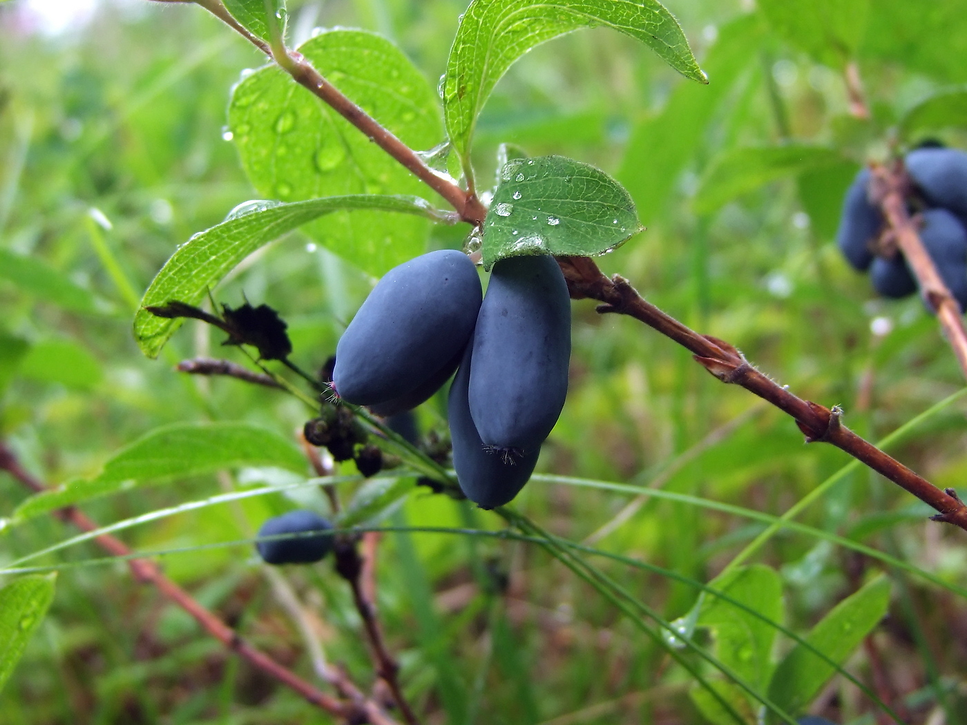 Image of Lonicera edulis specimen.