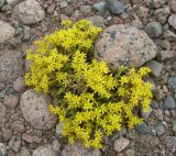 Sedum acre