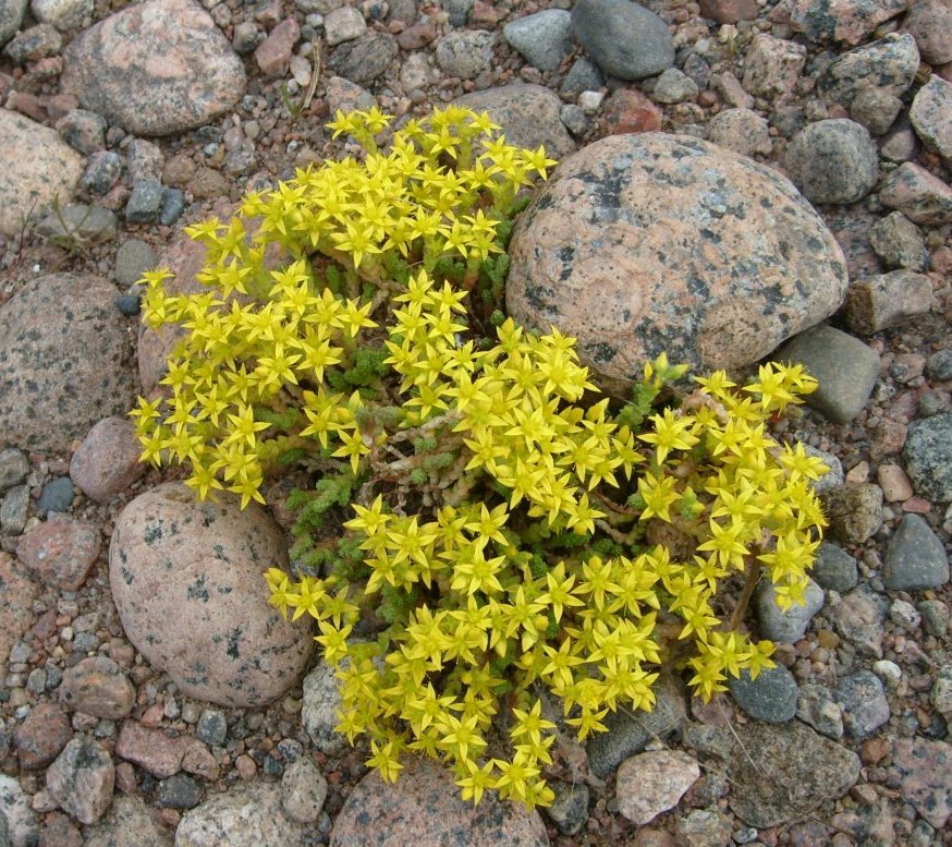 Image of Sedum acre specimen.