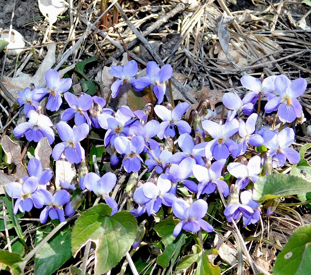 Изображение особи Viola dehnhardtii.