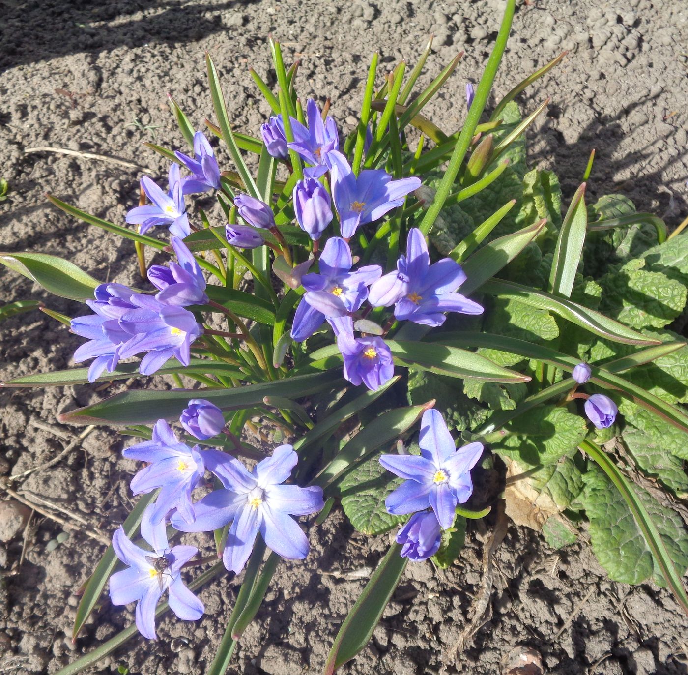 Изображение особи Chionodoxa luciliae.