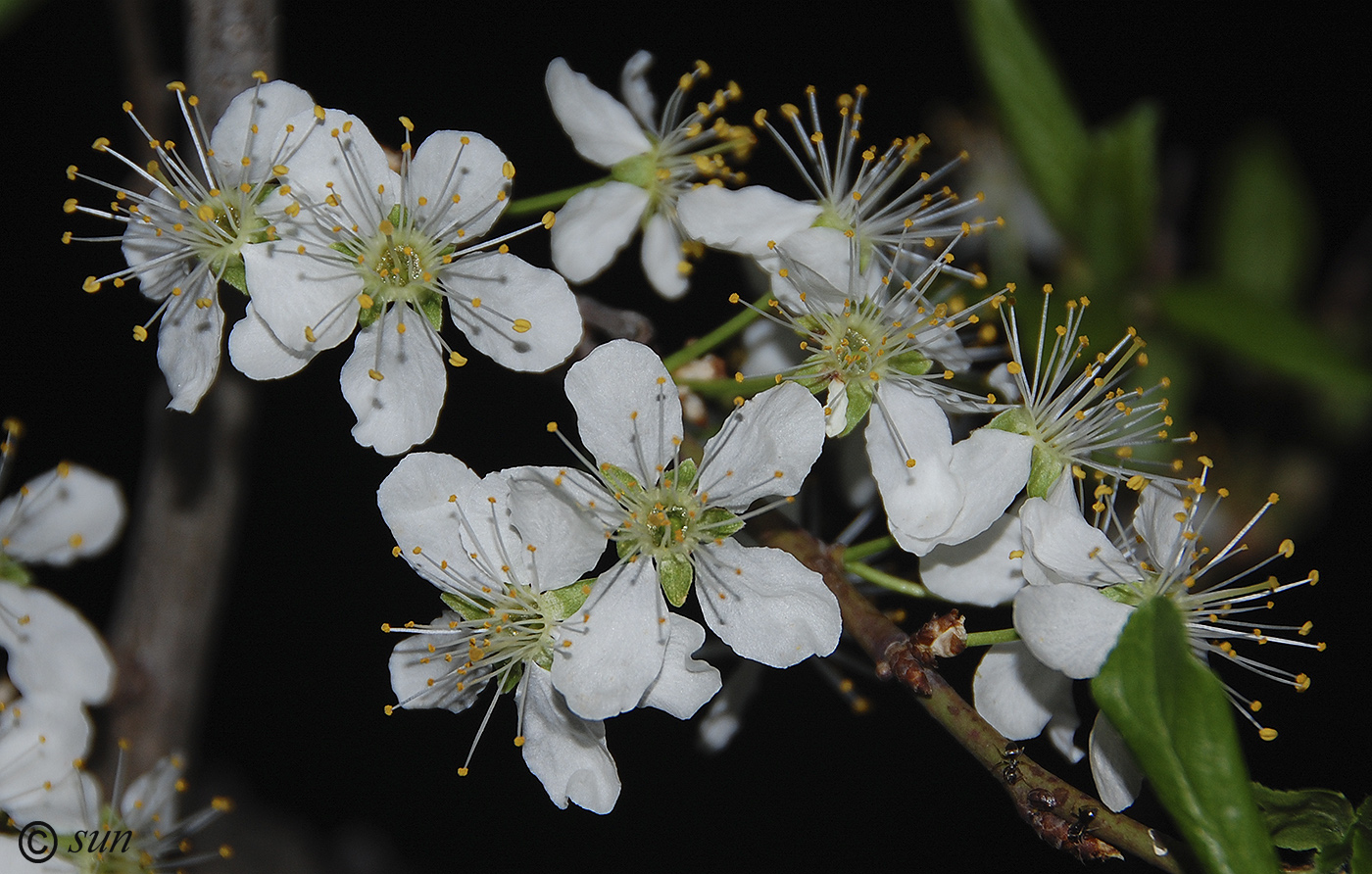 Изображение особи Prunus domestica.