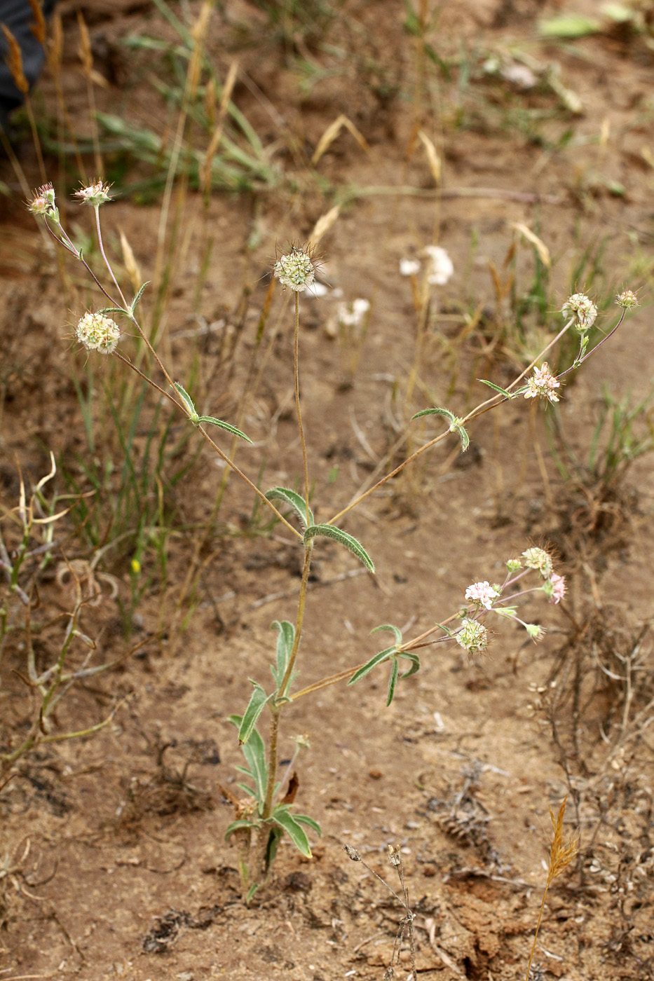 Изображение особи Lomelosia olivieri.