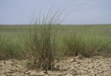 genus Puccinellia. Вегетирующие растения. Крым, Керченский п-ов, Приазовье, Осовинская степь, сопочное поле грязевого вулкана, на корке подсыхания. 01.05.2019.