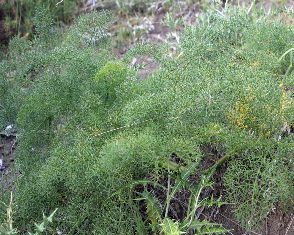 Image of familia Apiaceae specimen.