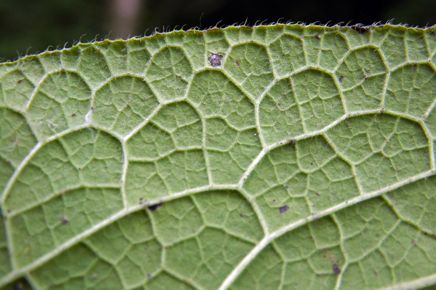 Изображение особи Symphytum asperum.