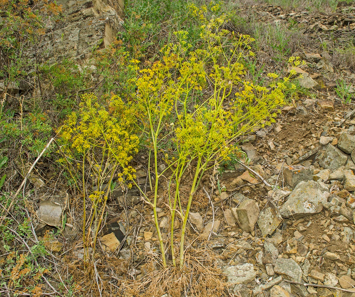 Изображение особи Ferula caspica.