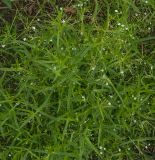 Veronica scutellata