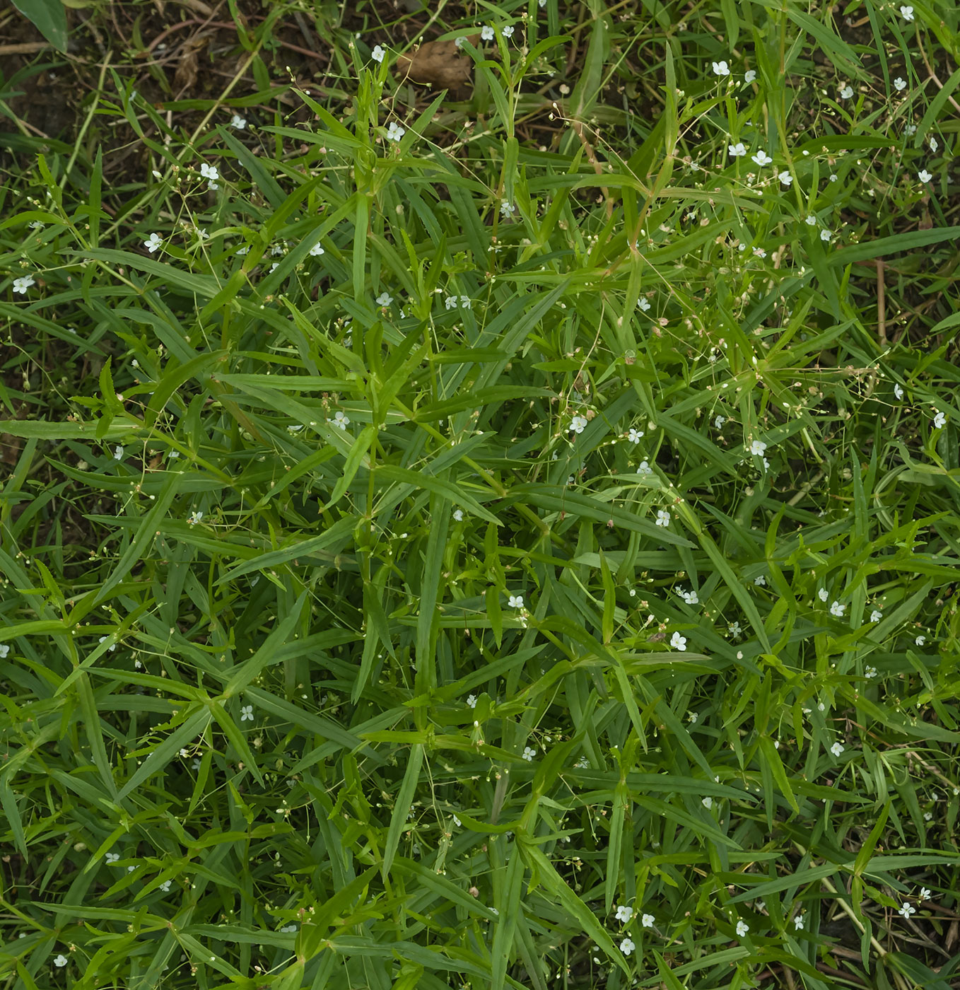 Image of Veronica scutellata specimen.