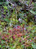 Drosera rotundifolia. Цветущие растения. Санкт-Петербург, Курортный р-н, Тарховка, окр. оз. Сестрорецкий Разлив, верховое болото, со Sphagnum sp., Oxycoccus palustris, Scheuchzeria palustris. 05.07.2019.