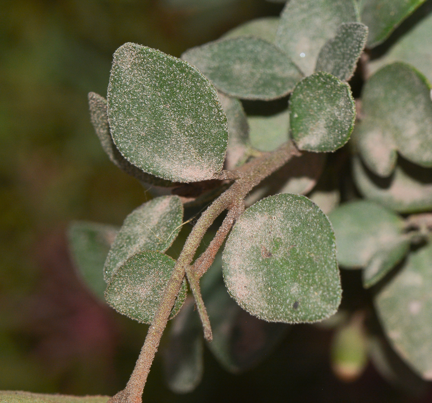 Image of Correa pulchella specimen.