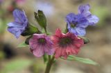 Pulmonaria obscura