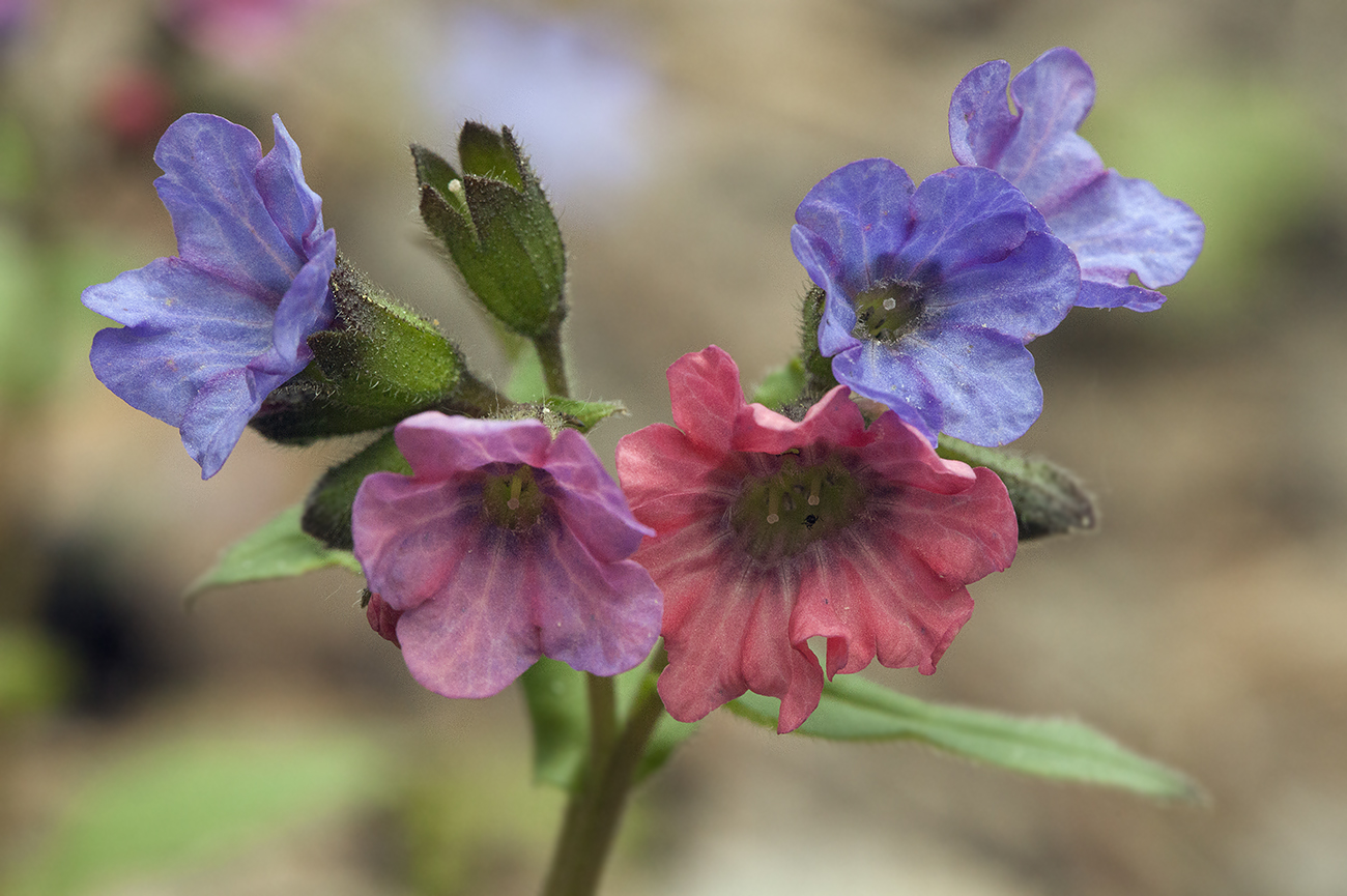 Изображение особи Pulmonaria obscura.