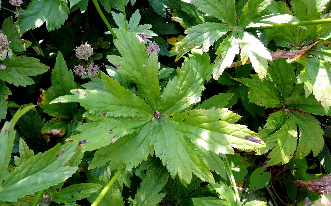 Image of Astrantia major specimen.