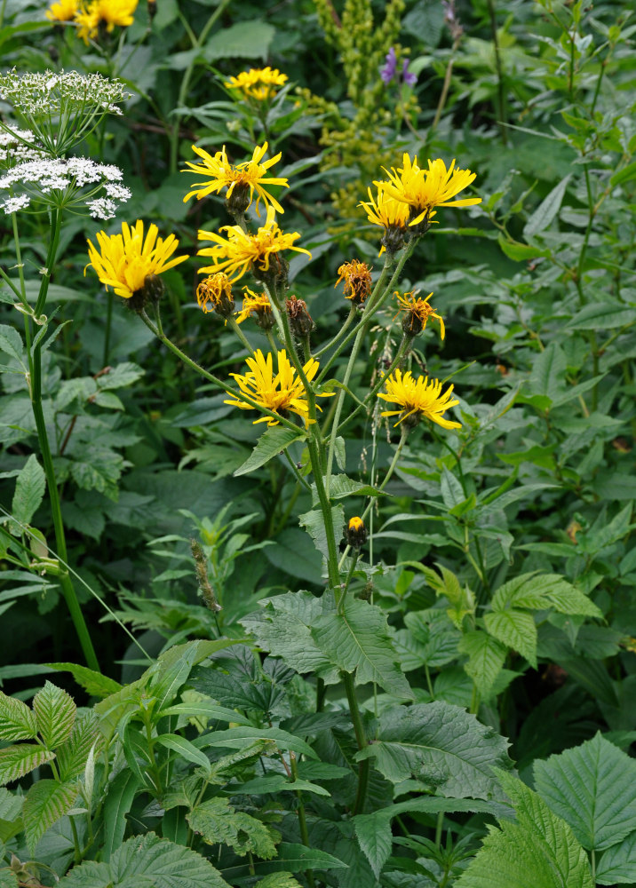 Изображение особи Crepis sibirica.