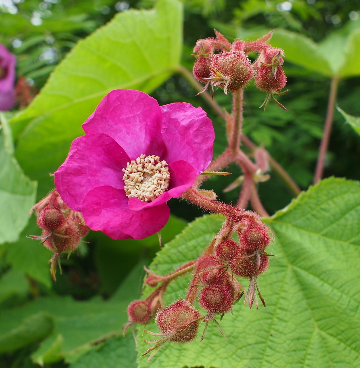 Изображение особи Rubus odoratus.