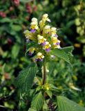 Galeopsis speciosa. Верхушка цветущего растения. Московская обл., Сергиево-Посадский р-н, окр. источника Гремячий ключ, залежь. 01.09.2019.