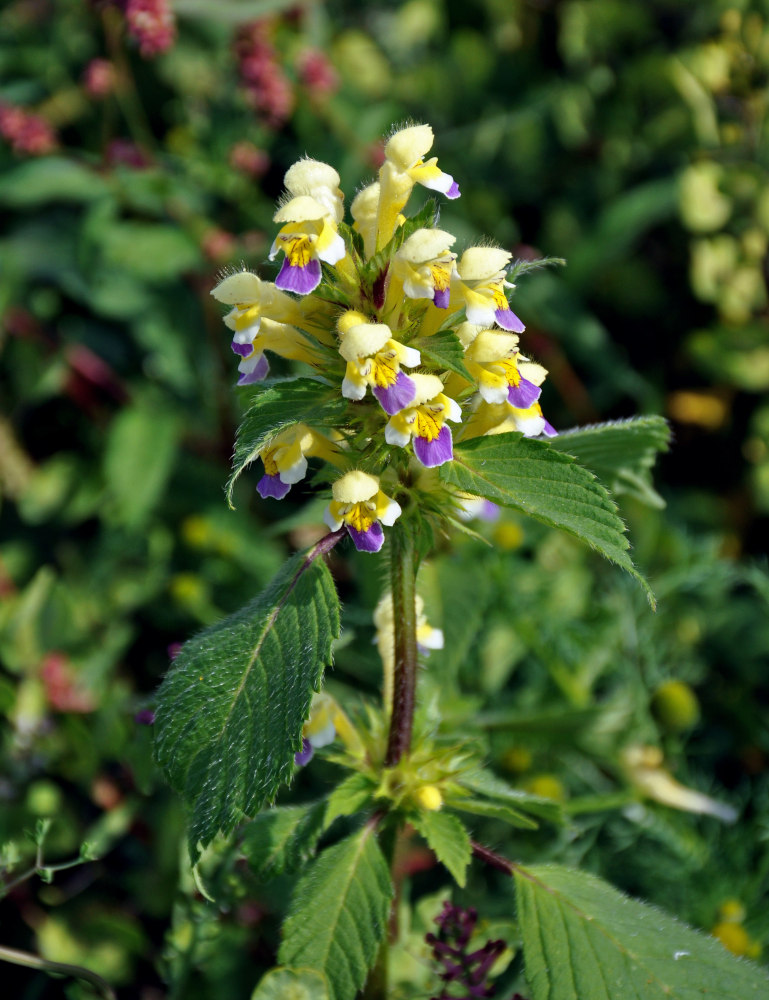 Image of Galeopsis speciosa specimen.