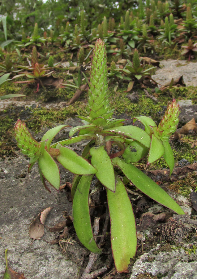 Image of Orostachys maximowiczii specimen.