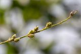 Onobrychis arenaria. Верхушка побега с соплодием. Псковская обл., Пустошкинский р-н, зеленомошный сосновый лес, обрывистый песчаный склон берега озера. 28.07.2019.