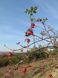 Rosa subcanina. Ветви с плодами. Крым, Севастополь, окр. Балаклавы. 24.10.2019.