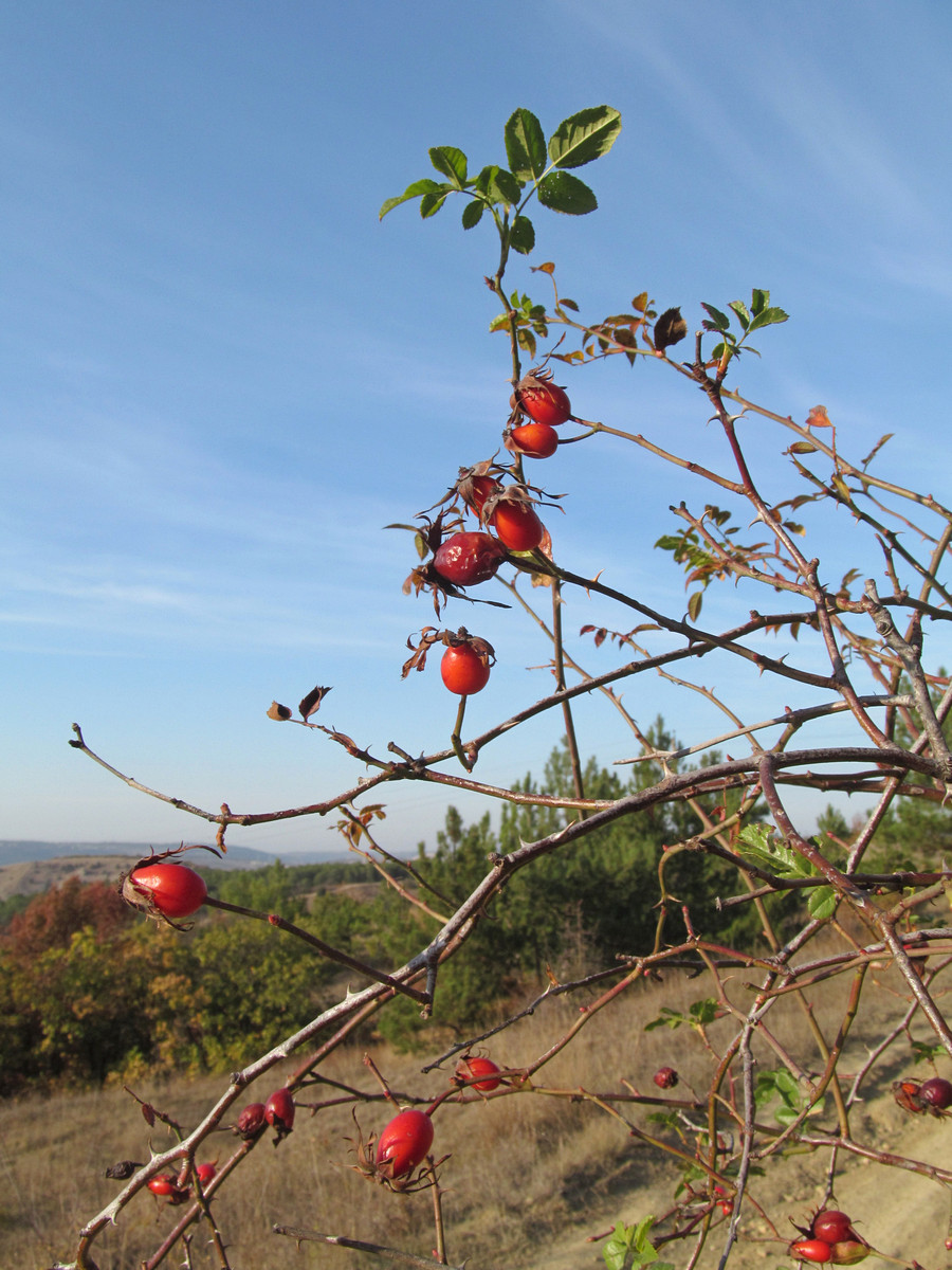 Image of Rosa canina specimen.