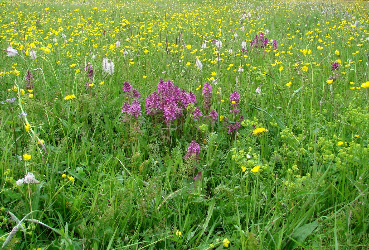 Изображение особи Pedicularis verticillata.