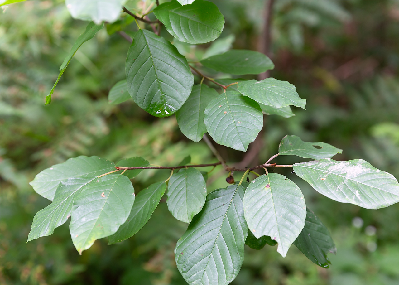 Изображение особи Frangula alnus.