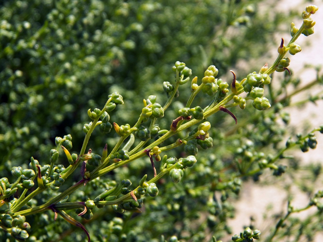 Image of Artemisia campestris ssp. maritima specimen.