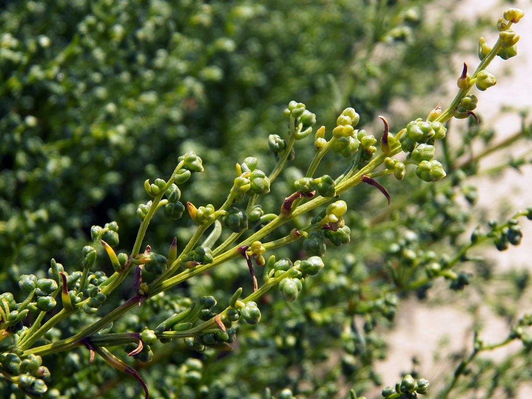 Изображение особи Artemisia campestris ssp. maritima.