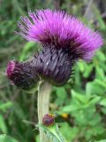 Cirsium helenioides. Соцветия. Пермский край, подножие Вогульского камня, смешанный лес, долина р. Жигалан. 30.06.2010.