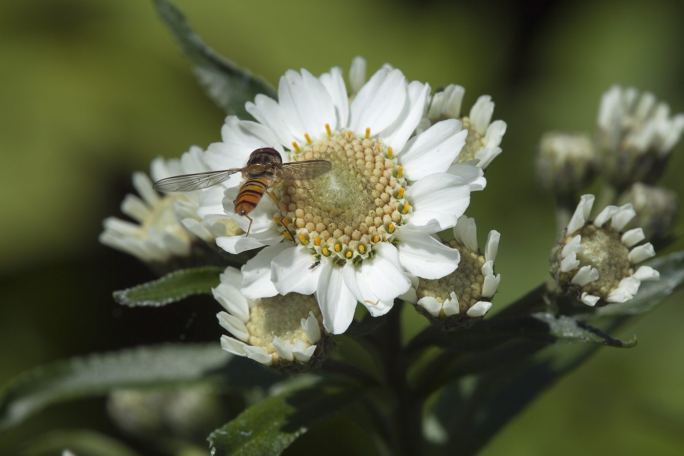 Image of Achillea ptarmica ssp. macrocephala specimen.