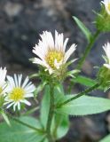 genus Erigeron. Верхушка побега с соцветием. Сахалинская обл., Корсаковский р-н, побережье перед мысом Великан, на скальном выходе. 15.08.2019.