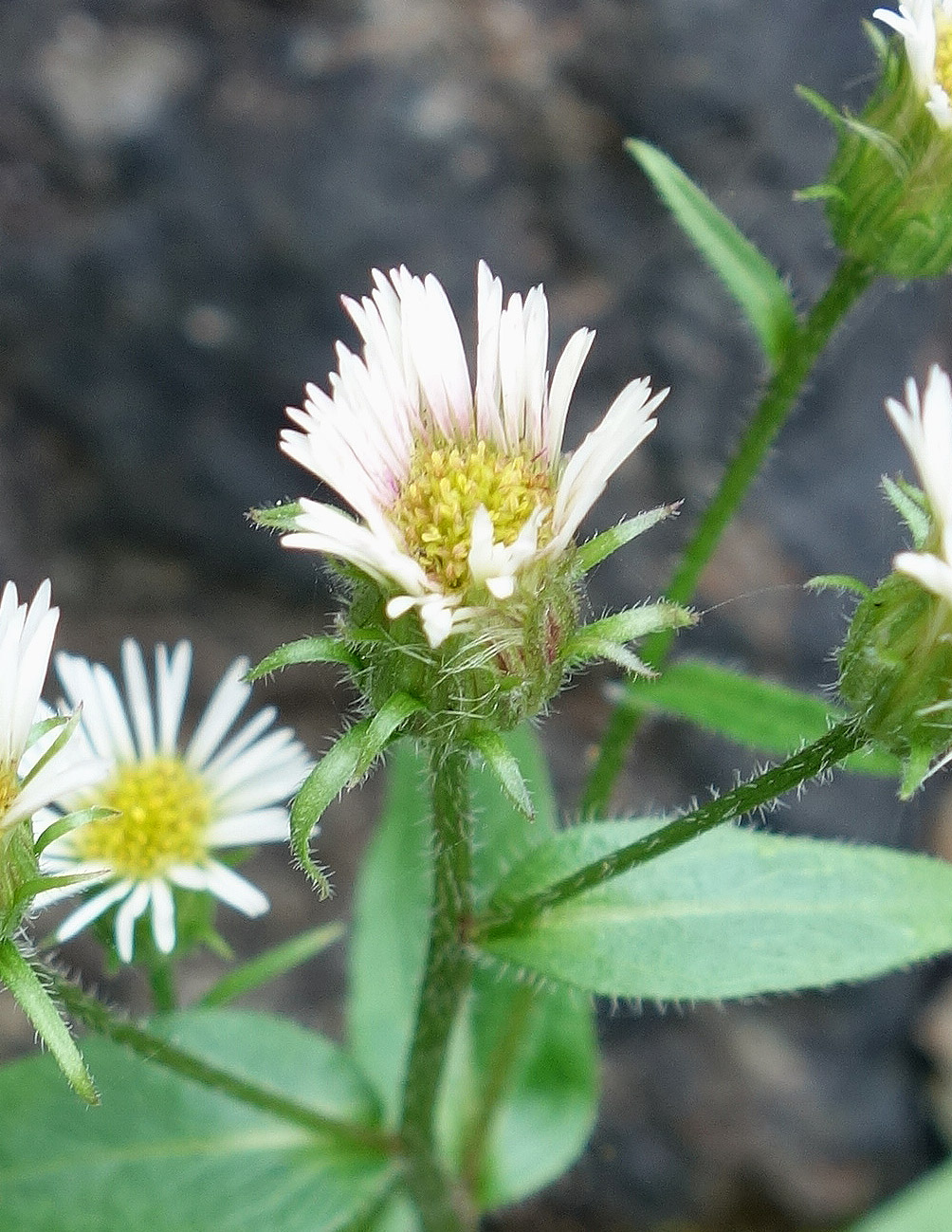 Изображение особи род Erigeron.