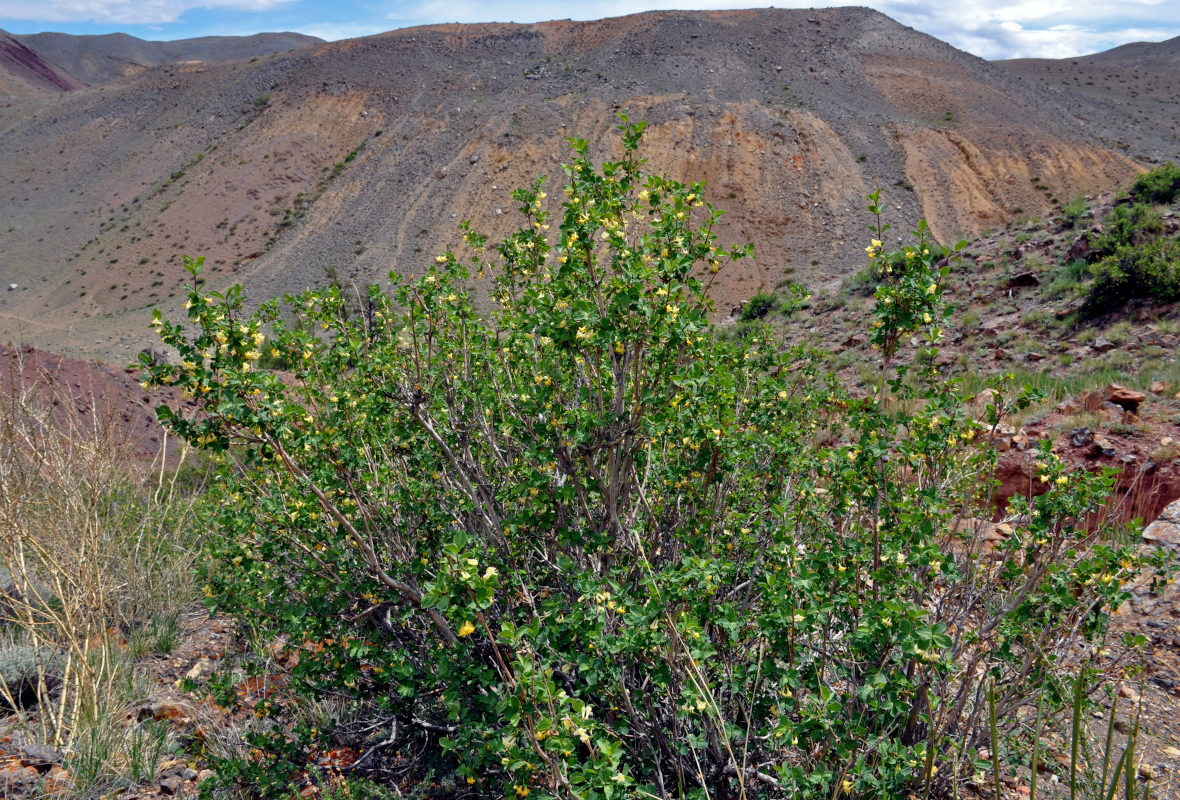 Image of Lonicera microphylla specimen.